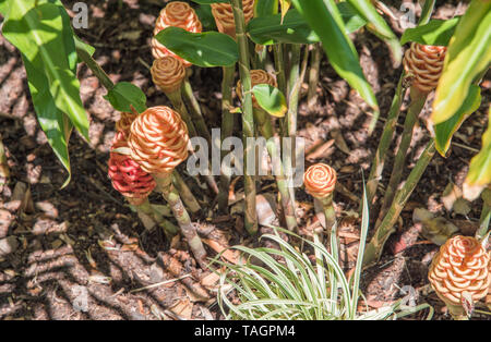 Unica arnia tropicale zenzero pianta che cresce su una giornata di sole a Darwin, in Australia Foto Stock