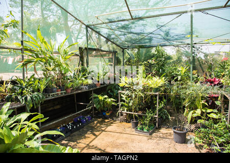 Abbondanza vegetazione tropicale in una serra ​outdoor in una giornata di sole a Darwin, in Australia Foto Stock