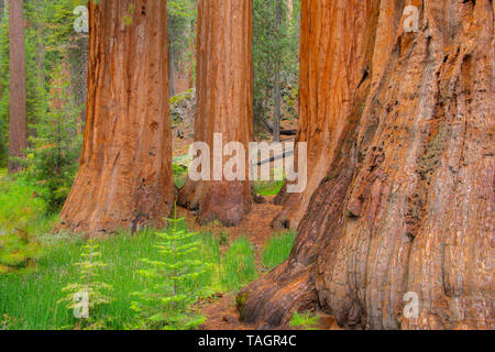 Alberi di sequoia (Sequoiadendron giganteum), Mariposa grove, Yosemite NP, California, USA, da Bill Lea/Dembinsky Foto Assoc Foto Stock