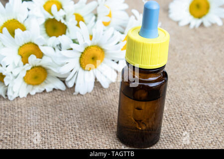 La camomilla olio essenziale in una bottiglia di vetro con una pipetta di close-up sul tavolo vicino alla camomilla. Foto Stock