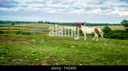 Bella overo cavallo su un pascolo in una fattoria in Central Kentucky Foto Stock