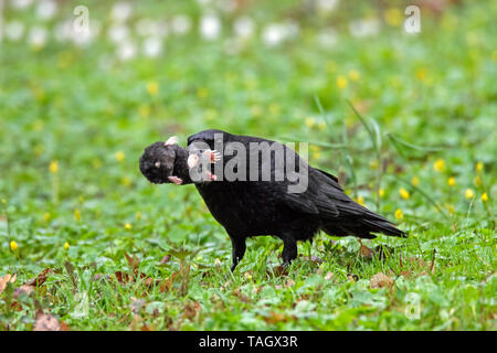 Carrion crow (Corvus corone) sul terreno in prati con morti mole europea (Talpa europaea) nel becco Foto Stock