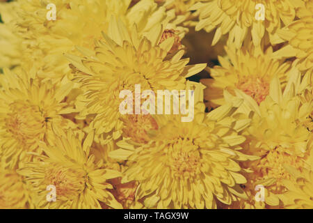 Crisantemo giallo fiori Foto Stock
