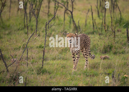 Ghepardo giovanile che cammina attraverso il cespuglio nel Masai Mara, Kenya Foto Stock