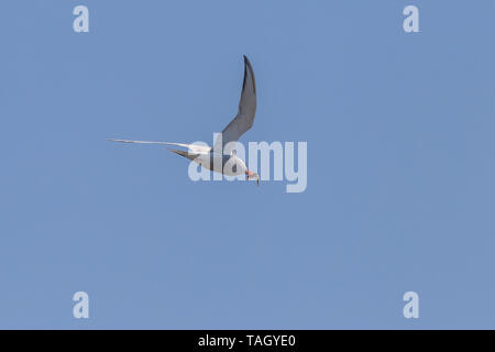 Tern comune volare con il pesce in un cielo blu Foto Stock