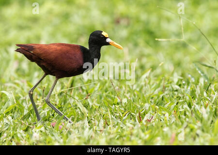 Jacana settentrionale, Laguna de Lagarto, Costa Rica 29 Marzo 2019 Foto Stock