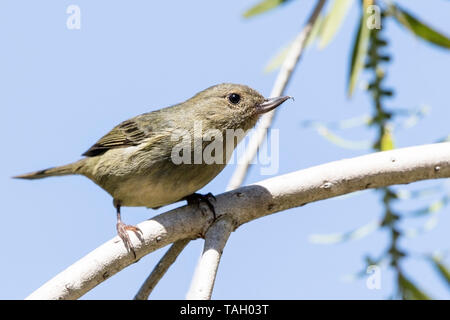 Slaty Flowerpiercer, Diglossa plumbea, femmina appollaiato sul ramo, Savegre, Costa Rica 3 Aprile 2019 Foto Stock