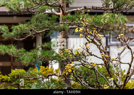 Corniolo a inizio primavera con gemme di colore giallo fioritura apertura a Takayama, Prefettura di Gifu, Giappone giardino con edificio tradizionale in backgr Foto Stock
