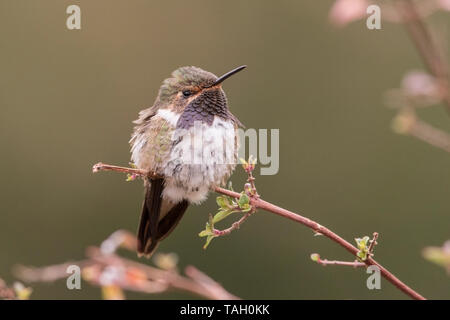 Vulcano Hummingbird, maschio adulto arroccato su ramoscello, Savegre, Costa Rica 4 Aprile 2019 Foto Stock