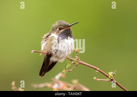 Vulcano Hummingbird, maschio adulto arroccato su ramoscello, Savegre, Costa Rica 4 Aprile 2019 Foto Stock