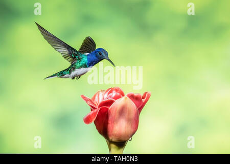 Bianco-colli hummingbird giacobina, (Florisuga mellivora), alimentando il fiore tropicale, Laguna de Lagarto, Costa Rica 29 Marzo 2019 Foto Stock