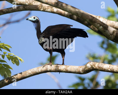 Trinidad Piping Guan (Pipile pipile) localmente noto come pawi, endemico a Trinidad è criticamente minacciata di estinzione. Foto Stock