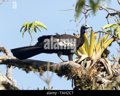 Trinidad Piping Guan (Pipile pipile) localmente noto come pawi, endemico a Trinidad è criticamente minacciata di estinzione. Foto Stock