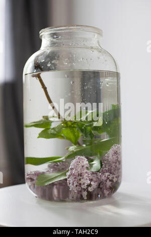 Un mazzo di lillà ramoscelli in un verde trasparente jar sulla finestra Foto Stock
