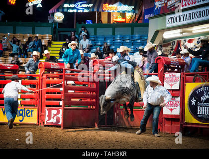 rodeo bull riding,evento sportivo estremo,cowboy in azione, come egli cerca di cavalcare grande toro, colosseo, Fort Worth, magazzini,Texas,USA, Foto Stock