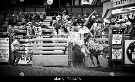 rodeo bull riding, evento sportivo estremo, braccio cowboy in aria come egli cerca di cavalcare grande toro, colosseo, Fort Worth, magazzini, Texas, USA, Foto Stock