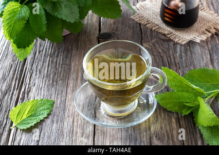 Una tazza di tè alle erbe fresche con melissa ramoscelli Foto Stock