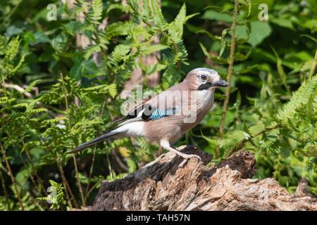 Jay (Garrulus glandarius), una grande e colorata uccello del corvo o famiglia corvid, REGNO UNITO Foto Stock
