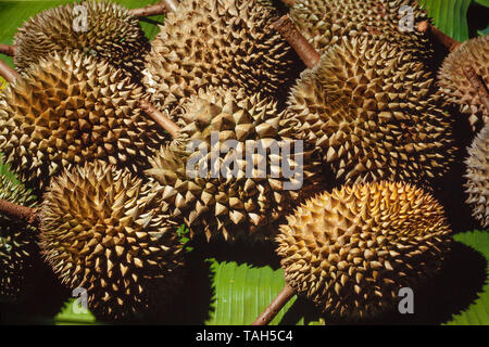 Frutta Durian, Durio sp., il re della frutta. Foto Stock