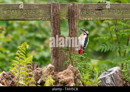 Picchio rosso maggiore (Dendrocopos major), un uccello di bosco, durante il mese di maggio, UK, su una tavola di legno sentiero pubblico segnaletica Foto Stock