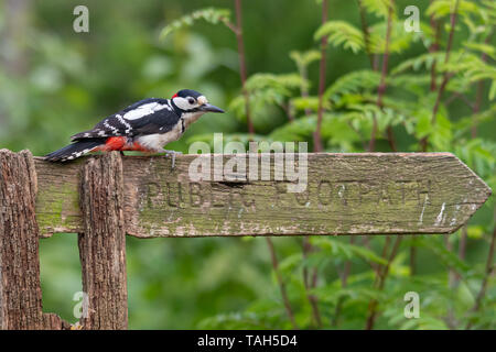Picchio rosso maggiore (Dendrocopos major), un uccello di bosco, durante il mese di maggio, UK, arroccato su di un sentiero pubblico segno Foto Stock