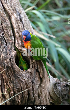 Preparazione per i nuovi arrivi, Rainbow Lorikeet coppia, Australia Foto Stock