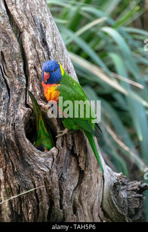 Nidificazione di Rainbow Lorikeet coppia, Australia Foto Stock