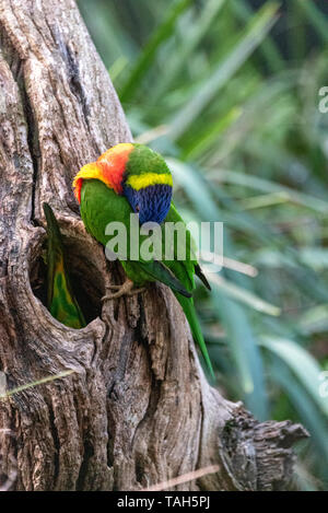 Rainbow Lorikeet toelettatura se stesso mentre il suo compagno prepara il nido. Australia Foto Stock