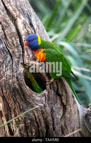 Rainbow parrocchetti preparare il proprio nido, Australia Foto Stock