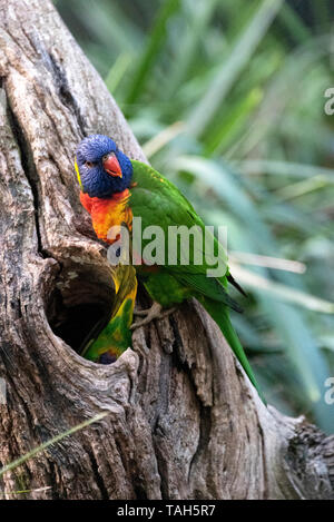 Rainbow parrocchetti, custodendo il nido, Australia Foto Stock