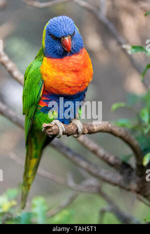 Bellissimo Arcobaleno Lorikeet, Australia Foto Stock