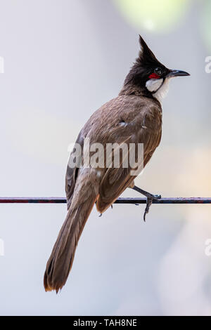 Rosso-whiskered bulbul appollaiate su barra di recinzione con sfocatura sullo sfondo Foto Stock