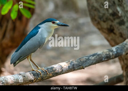 Nitticora appollaiate su pesce persico e cercando in distanza Foto Stock