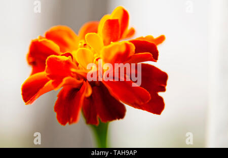 Rosso e giallo fiore closeup Foto Stock
