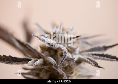 Profondità di campo per la Cannabis Marijuana Foglie di piante di tricoma Macro ghiandole di resina veleno arancione Foto Stock