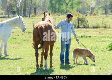 L uomo cavallo calmante con una corsa Foto Stock