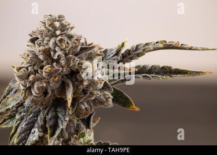 La Cannabis Close Up Crystal gemma arancio pianta peli tricomi Gooey cronica appiccicoso Foto Stock