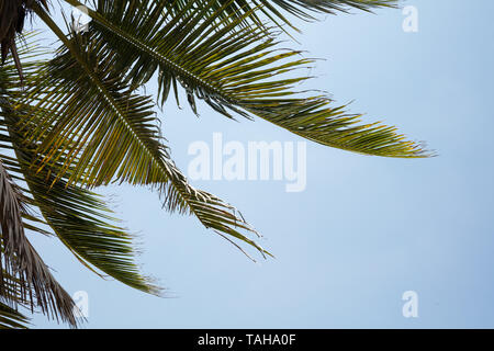 Noce di cocco verde Palm Tree lascia contro Sky Foto Stock