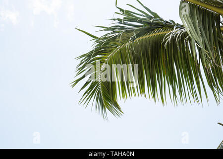 Noce di cocco verde Palm Tree lascia contro Sky Foto Stock