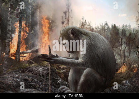 Pyromaniac mokey impostando il fuoco nella foresta. La deforestazione, pericolo, l'ambiente. Foto Stock