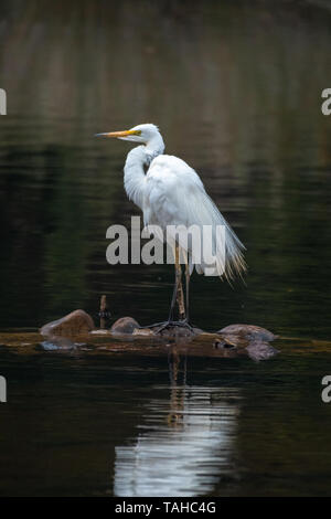 Airone bianco maggiore su roccia, Tasmania, Australia Foto Stock