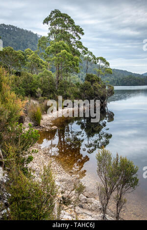 Riflessioni ad albero nel lago Roseberry, Tasmania Foto Stock