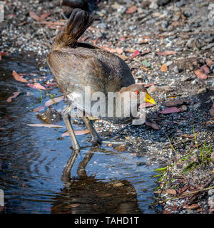 Nativo della Tasmania Hen (Tribonyx mortierii Foto Stock