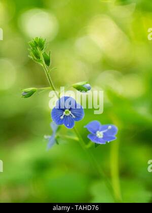 Germander o bird's eye Speedwell, Veronica chamaedrys, REGNO UNITO Foto Stock