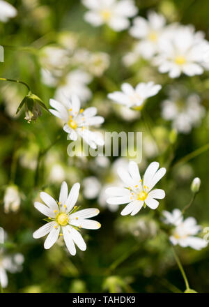 Maggiore Stitchwort, Stellaria holostea. Noto anche come Stella di Betlemme e torte nuziali, REGNO UNITO Foto Stock