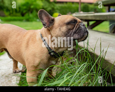 Bulldog francese mangiare erba nel giardino, digestione naturale la salute di abitudini alimentari. Foto Stock