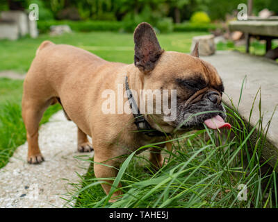 Bulldog francese mangiare erba nel giardino, digestione naturale la salute di abitudini alimentari. Foto Stock