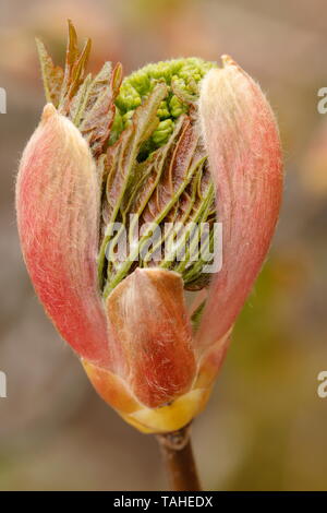 Campo di acero foglie emergenti da bud Foto Stock