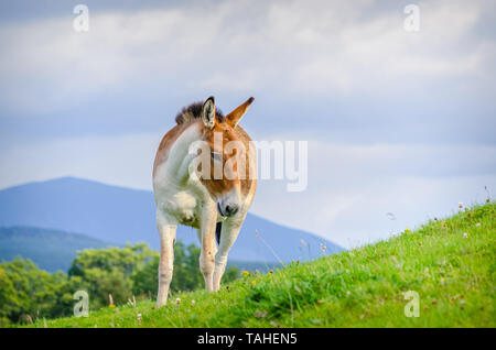 Una immagine di un asiatico pony selvatici in piedi su una collina. I cavalli sono molto rari e vanno anche con il nome di Prszewalski's cavallo, il cavallo mongolo Foto Stock