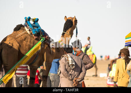 Rann di Kutch, Gujarat, India - circa 2018 : Colorfully decorato il cammello e il suo proprietario assieme in attesa per i turisti a fare un giro. Queste ca Foto Stock